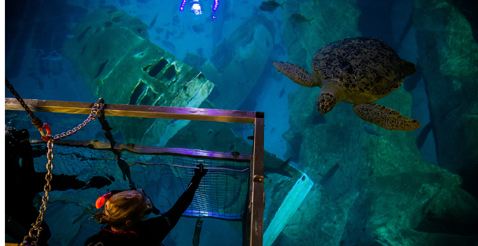 A photograph of a person doing the snorkelling at the aquarium experience. It's a person in a cage looking at a turtle.